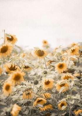 Happy sunflowers