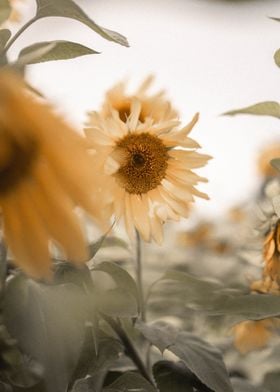 Shy sunflower