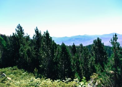 Pine trees beautiful land