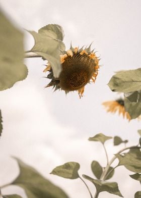 Harvest ready sunflower