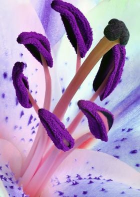 Lily Stamens