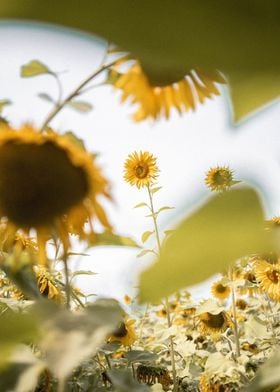 Hidden in sunflower field