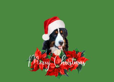 Bernese Dog Poinsetta