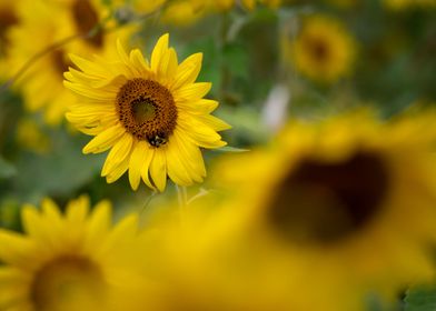 Sunflowers in a Field 