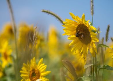 Sunflowers in a Field 