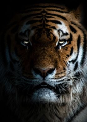 'wild tiger face poster ' Poster by MK studio | Displate