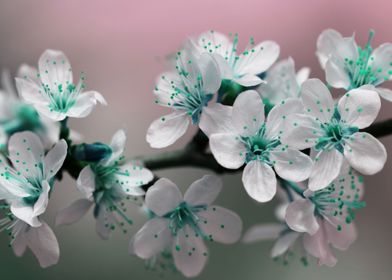 Teal Blossom Flowers