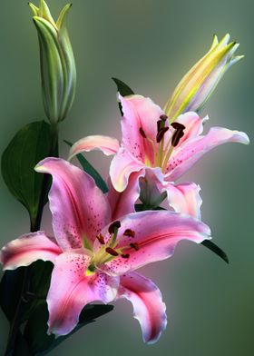 Pink Lily Flowers