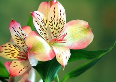 Beautiful Lily Flowers