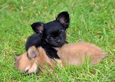 Two Sweet Puppies