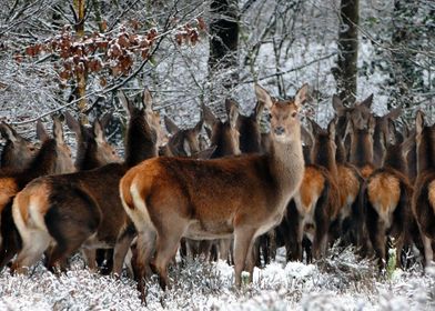 Herd Of Red Deer