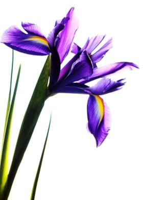 Purple Iris Flower