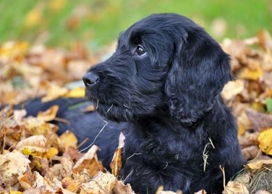 Beautiful Black Dog