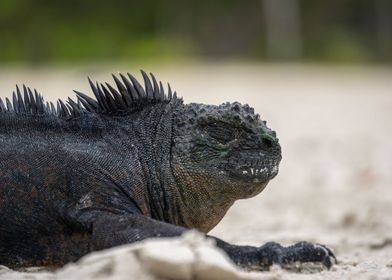 Sleepy Galapagos Iguana