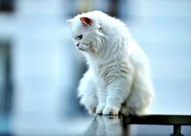 Beautiful White Cat