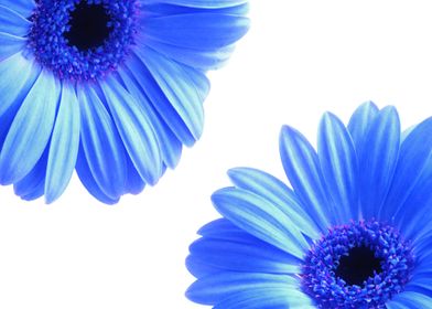 Blue Gerbera Flowers
