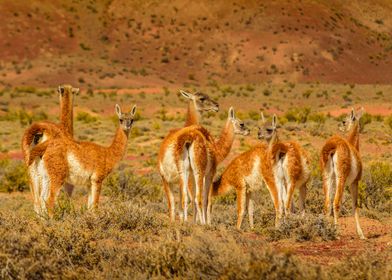 Group of Guanacos