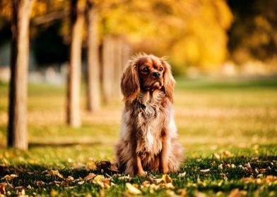 Gorgeous Spaniel