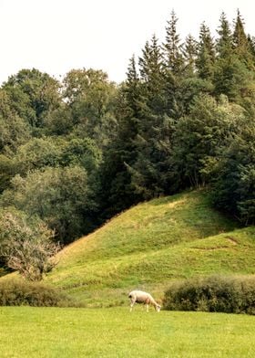 Yorkshire landscape