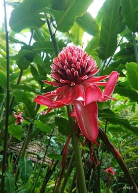 Red Carribean Flower