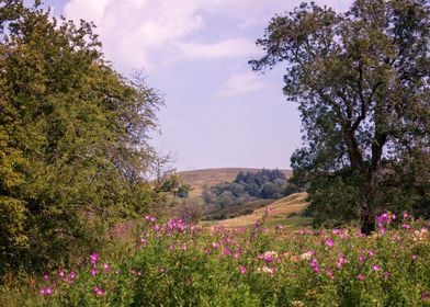 Yorkshire landscape