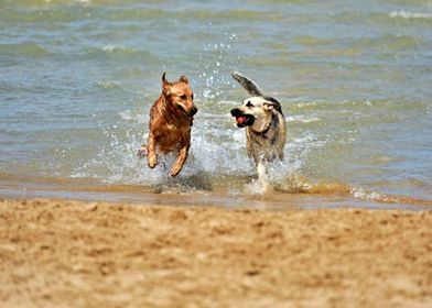 Two Cute Dogs