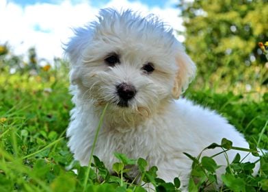 Small White Dog