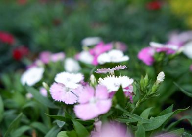 Beautiful Fresh Flower