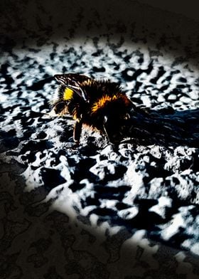 bee walking on ground