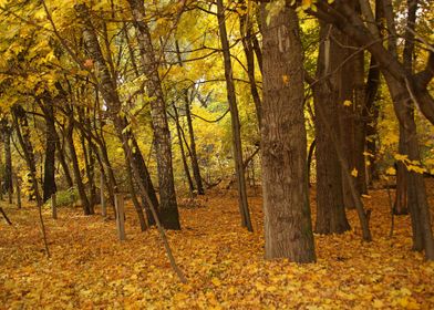 Forest in golden autumn