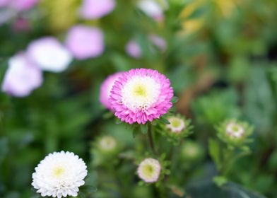 Beautiful Fresh Flower