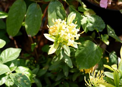 Beautiful Yellow Flower