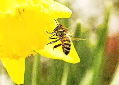 bee and flower