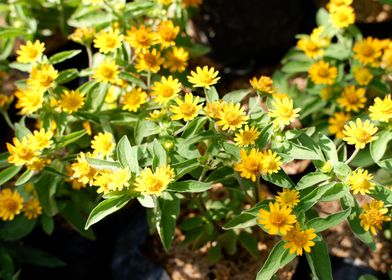 Beautiful Yellow Flower