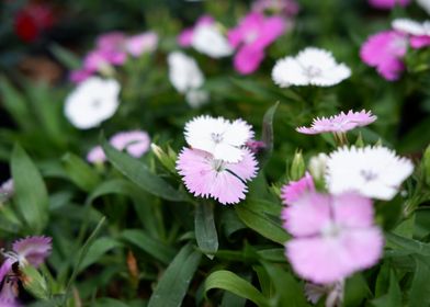 Beautiful Fresh Flower