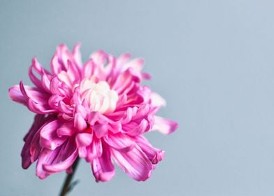 Pink Chrysanthemum flower