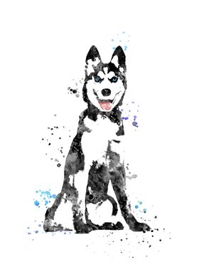 Siberian husky 