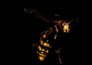 bee isolated  blackscreen