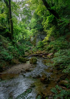 Woodland River