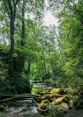 Woodland River