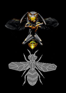 Big black wasp