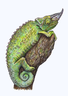 JACKSONS CHAMELEON