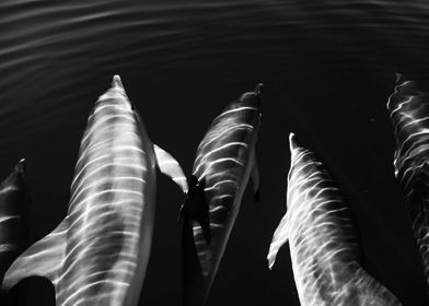 Black and white dolphins