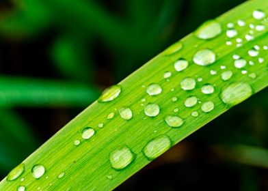 Water drops on grass