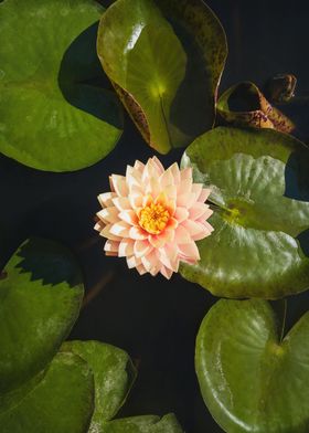 waterlily blossoming