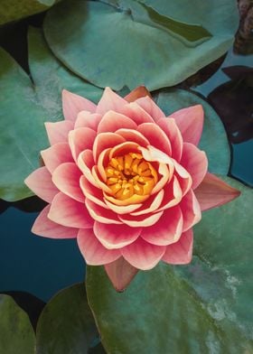 pink lotus