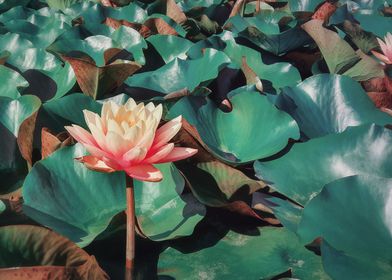 Blooming lotus