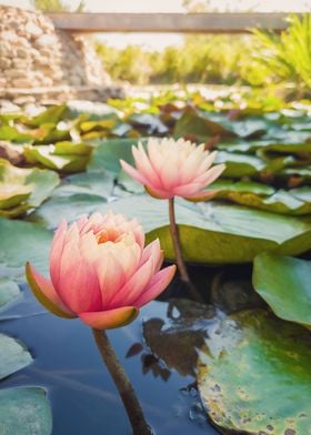 two waterlilies blooming