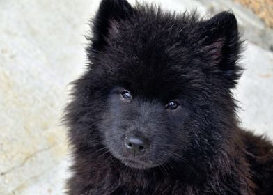 Black puppy