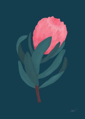 Protea Flower Illustration